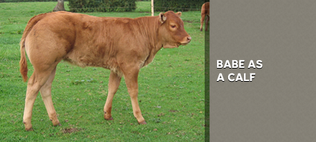 BABE AS A CALF