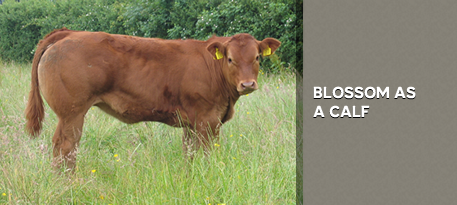 BLOSSOM AS A CALF