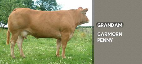 BRIGHTEYES: GRANDAM CARMORN PENNY