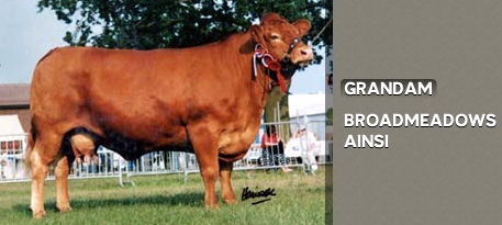 BROADMEADOWS AINSI: GRANDAM OF CHANEL