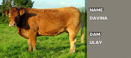 DAVINA OUT OF DAM: ULAY