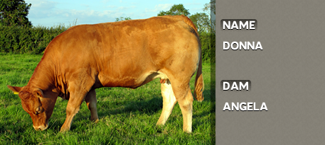 DONNA OUT OF DAM: ANGELA