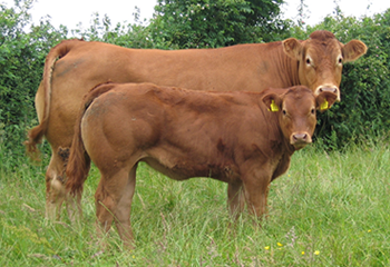 ULAY WITH 1st HEIFER AT FOOT