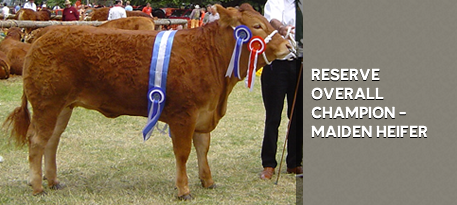 RESERVE OVERALL CHAMPION - MAIDEN HEIFER