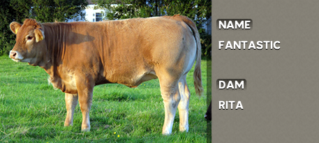 FANTASTIC OUT OF DAM: RITA