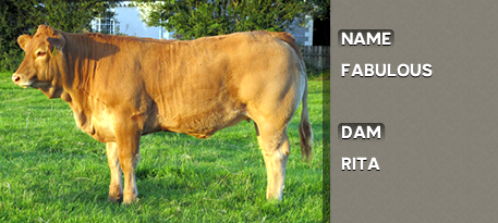FABULOUS OUT OF DAM: RITA