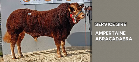 SERVICE SIRE: AMPERTAINE ABRACADABRA