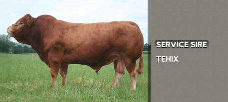 SERVICE SIRE: TEHIX