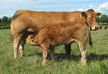 BABE: OUT OF DAM: CARNMORN TRACY + SIRE: GLENROCK SPARTACUS
