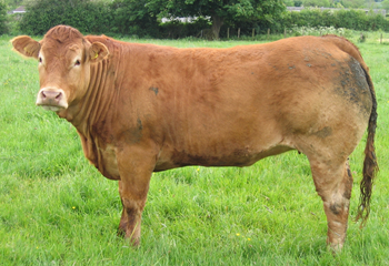 ULAY IN CALF HEIFER AT GRASS